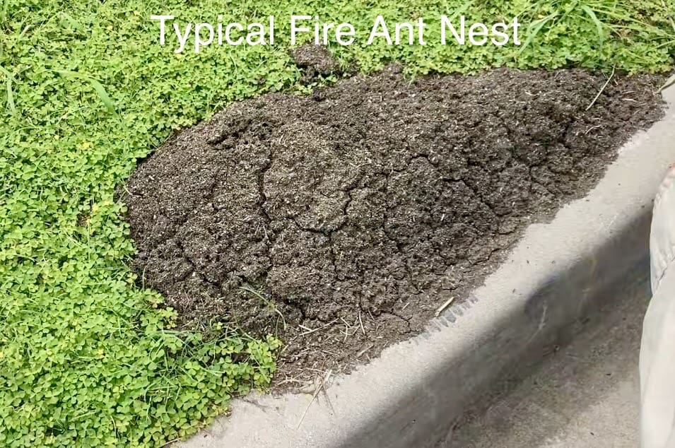 Fire Ant report tells us how devastating they will be!